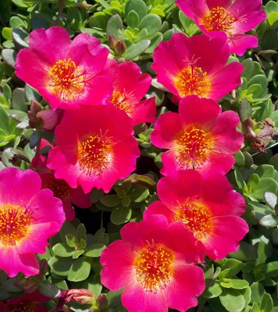 Purslane Pazazz™ Red Flare